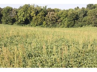 Property photo 54 - ILLINOIS LAND AUCTION - 705+/- ACRES OFFERED IN 16 TRACTS IN EDWARDS COUNTY, ILLINOIS